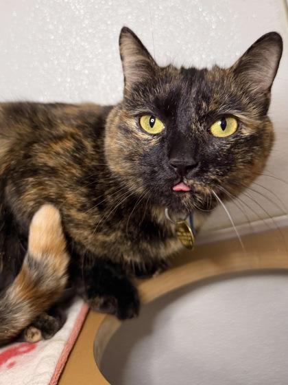 Enlarge Nina, a Adoptable mixed breed in Columbus, OH image 1/2