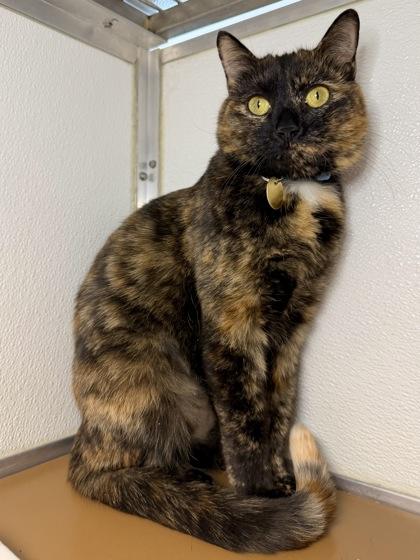 Enlarge Nina, a Adoptable mixed breed in Columbus, OH image 2/2