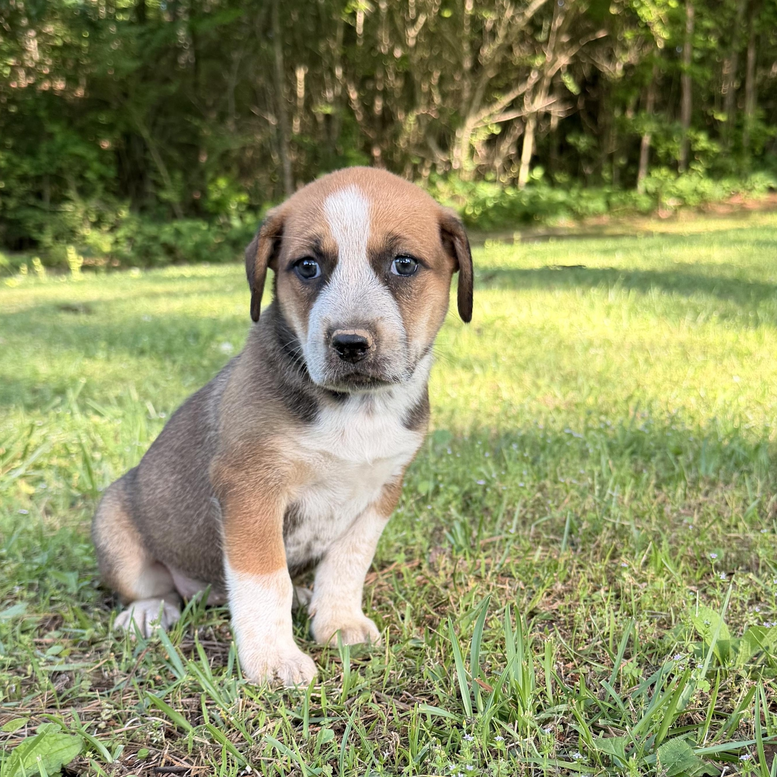 Marley, Adoptable, Puppy Female Hound & Australian Cattle Dog / Blue Heeler.