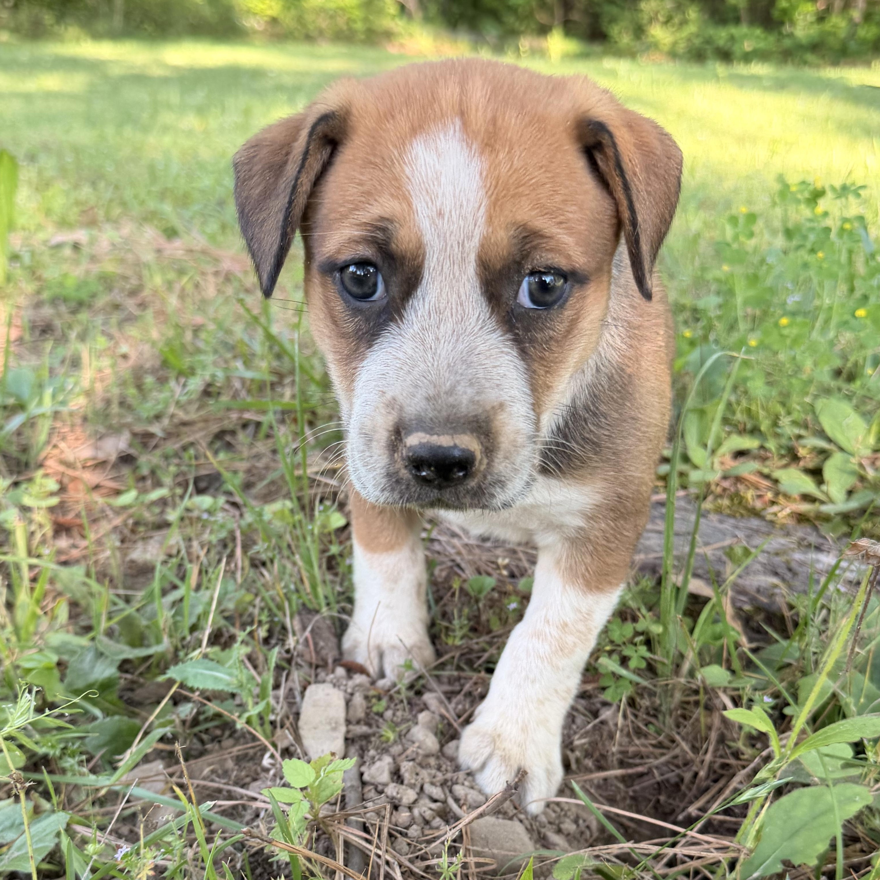 Enlarge Marley, a Adoptable mixed breed in Hartford, CT image 2/6