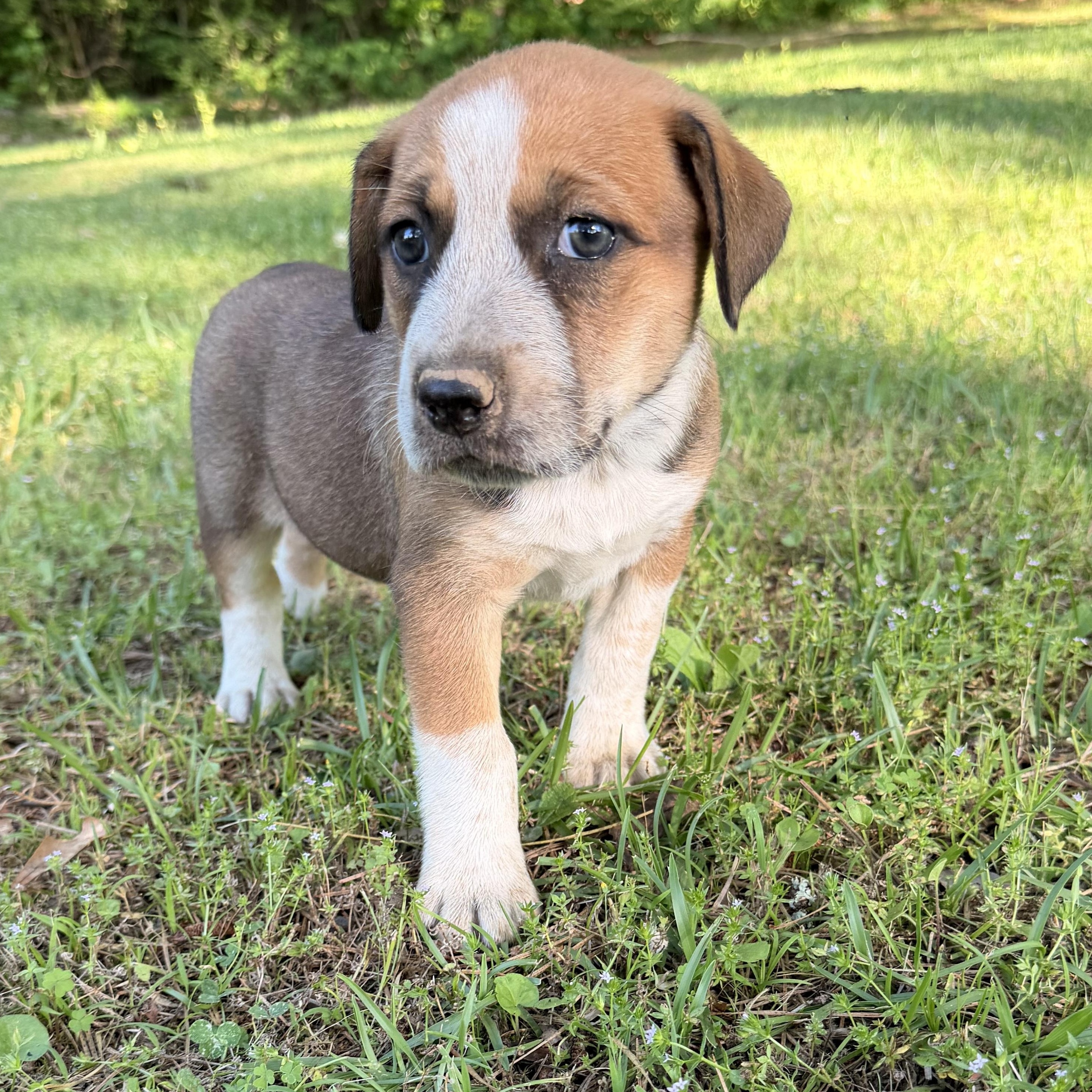Enlarge Marley, a Adoptable mixed breed in Hartford, CT image 5/6