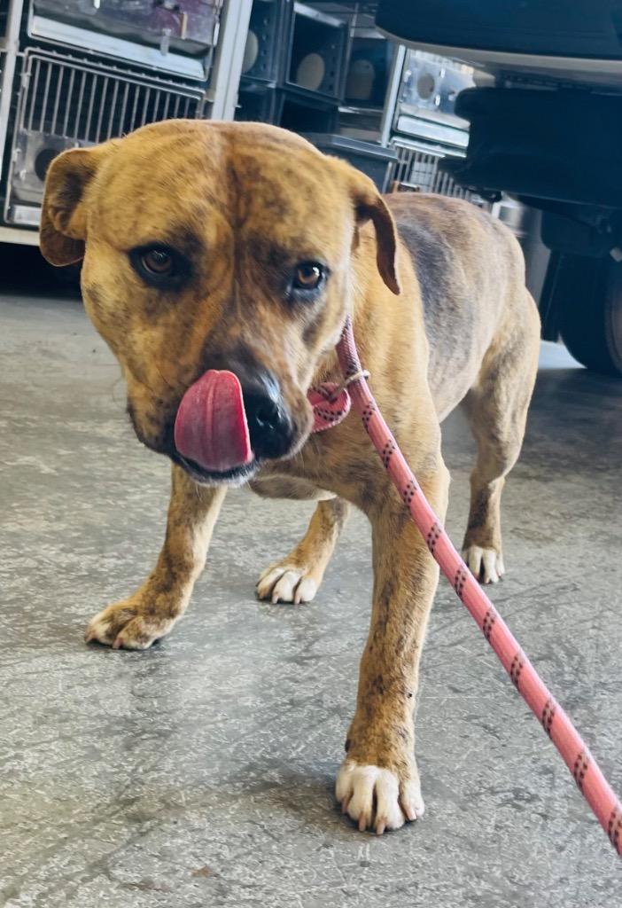 Sammy, Adoptable, Young Male Pit Bull Terrier & Mixed Breed.