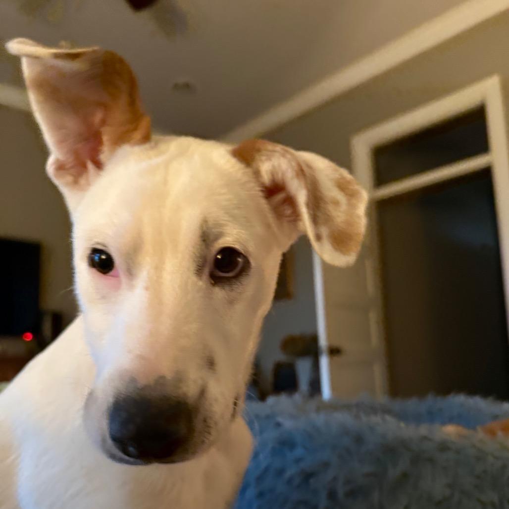 Sugar, a Adoptable mixed breed in Lake Oswego , OR image 2/6