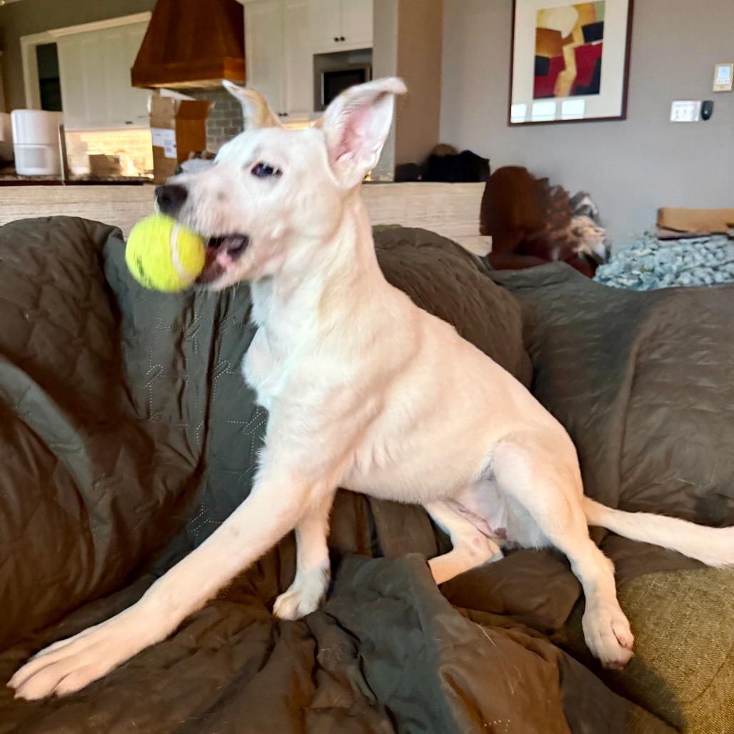 Sugar, Adoptable, Young Female Shepherd & Catahoula Leopard Dog.