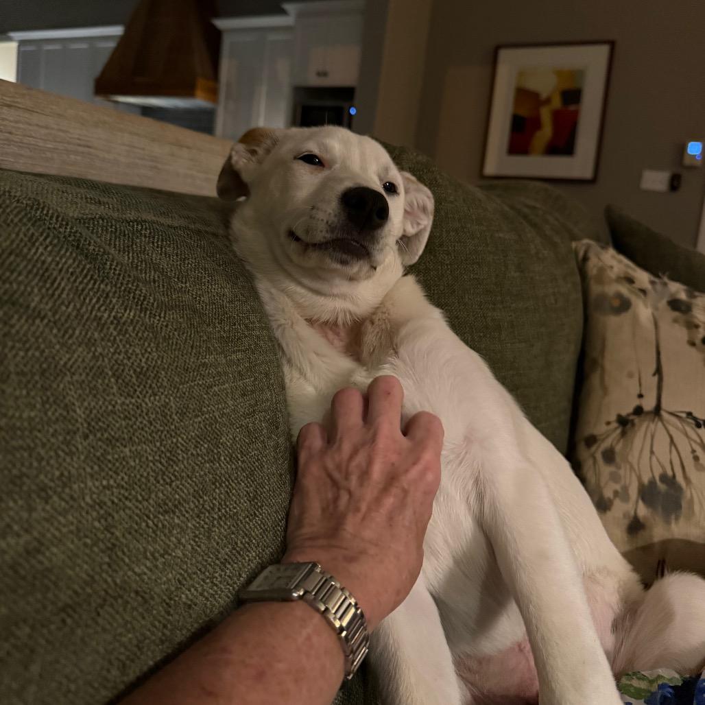 Sugar, a Adoptable mixed breed in Lake Oswego , OR image 6/6