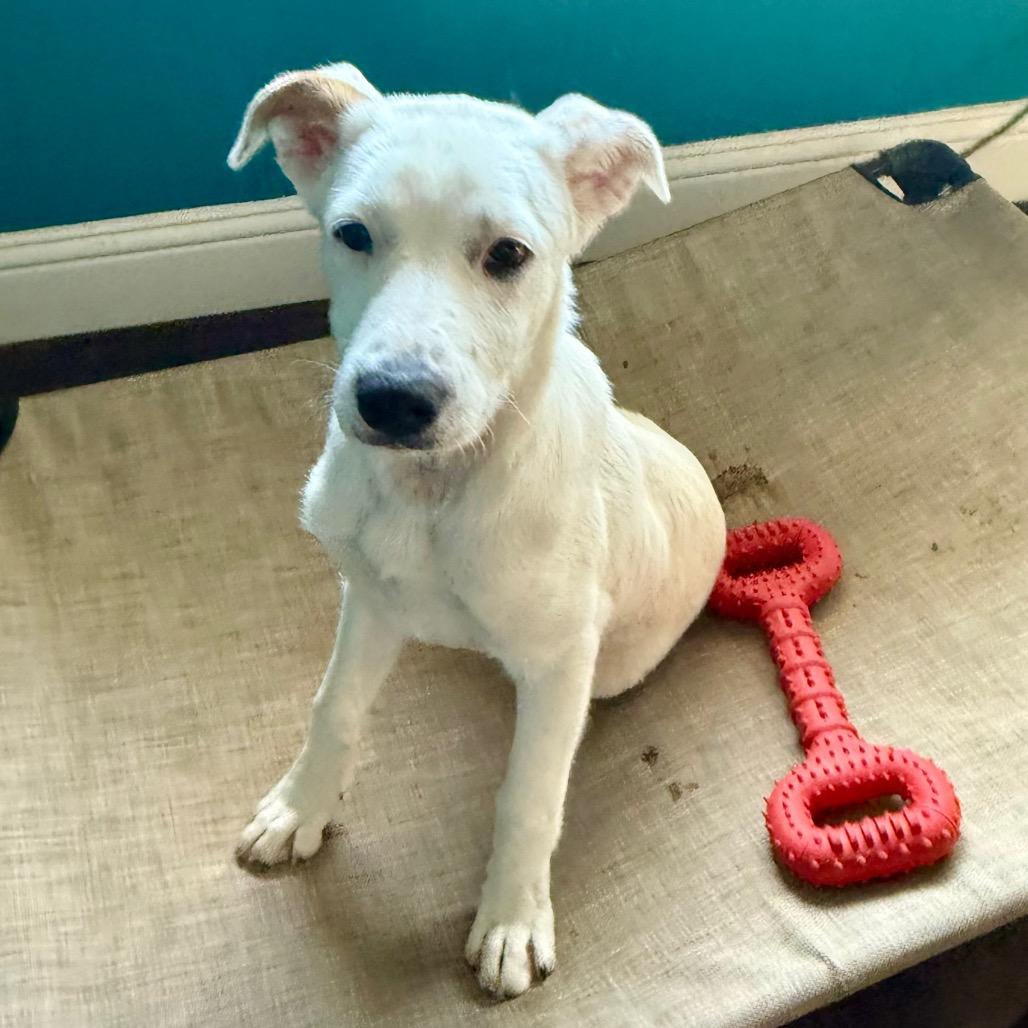 Sugar, a Adoptable mixed breed in Lake Oswego , OR image 3/6
