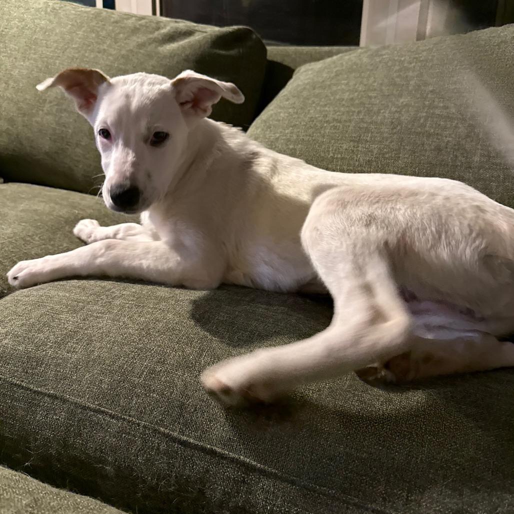 Sugar, a Adoptable mixed breed in Lake Oswego , OR image 5/6