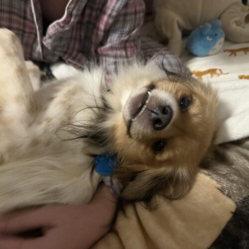 Enlarge Tiger, a Adoptable mixed breed in Broken Arrow, OK image 3/3
