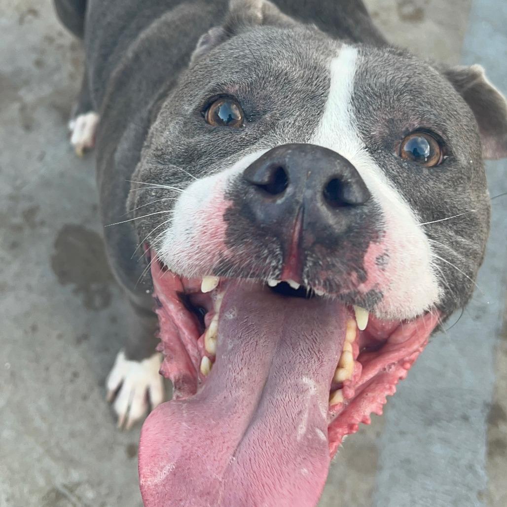 Guthrie (C000-024)- City of Industry, a Adoptable mixed breed in Chino Hills, CA image 1/6