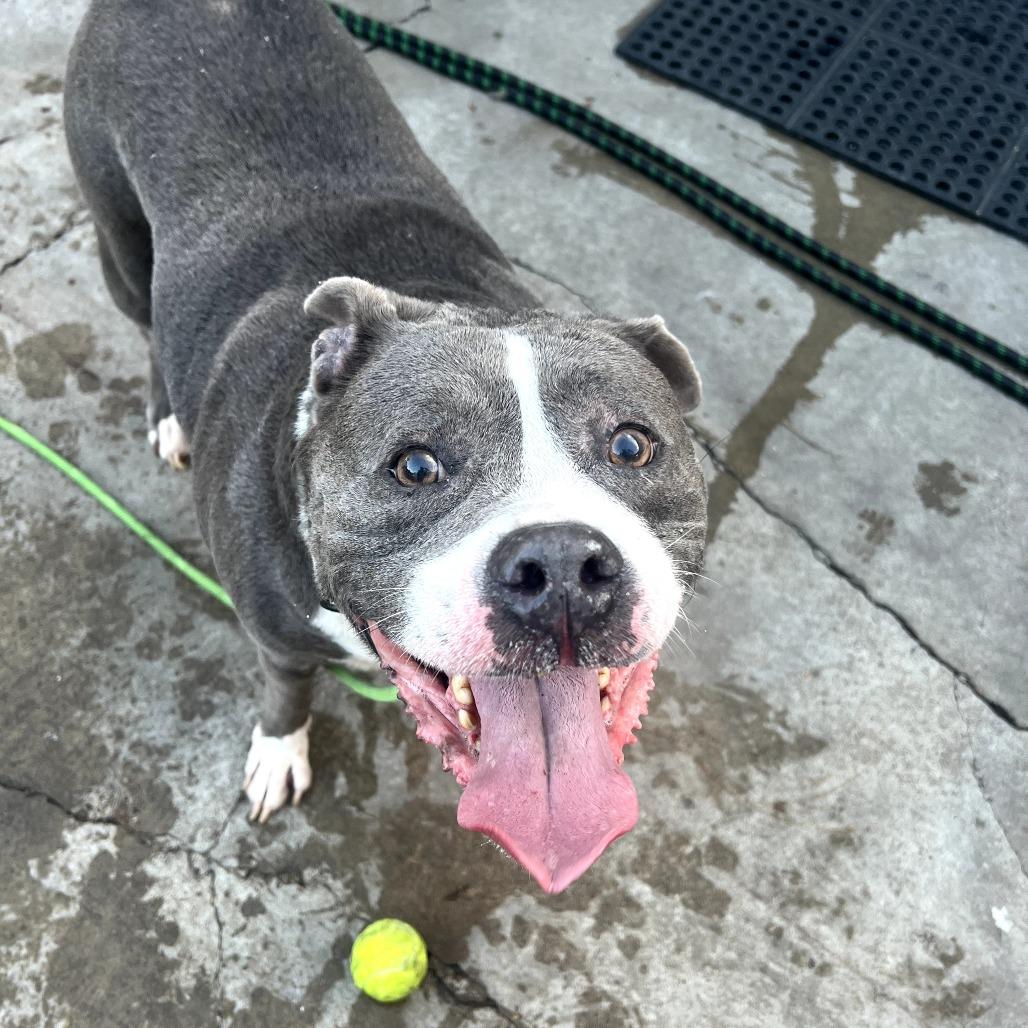 Guthrie (C000-024)- City of Industry, a Adoptable mixed breed in Chino Hills, CA image 2/6