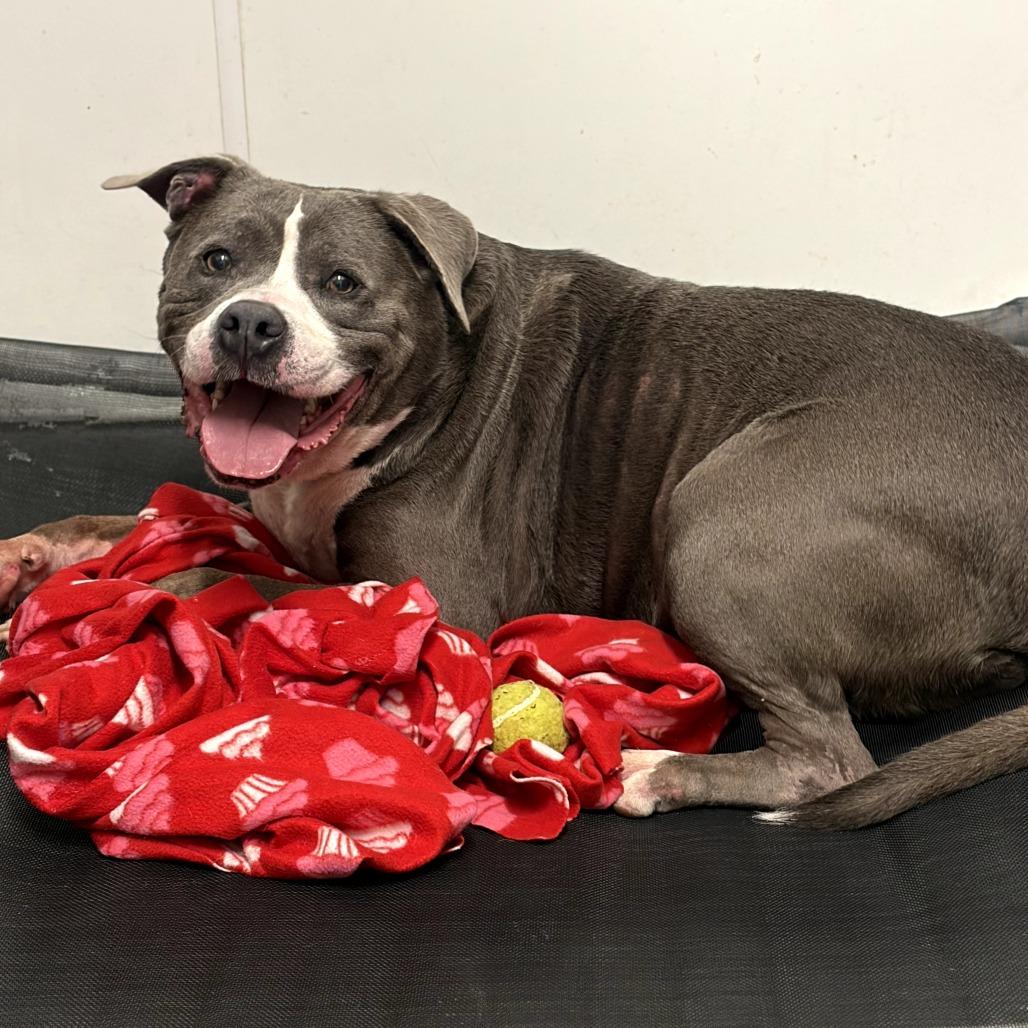 Enlarge Guthrie (C000-024)- City of Industry, a Adoptable mixed breed in Chino Hills, CA image 3/6