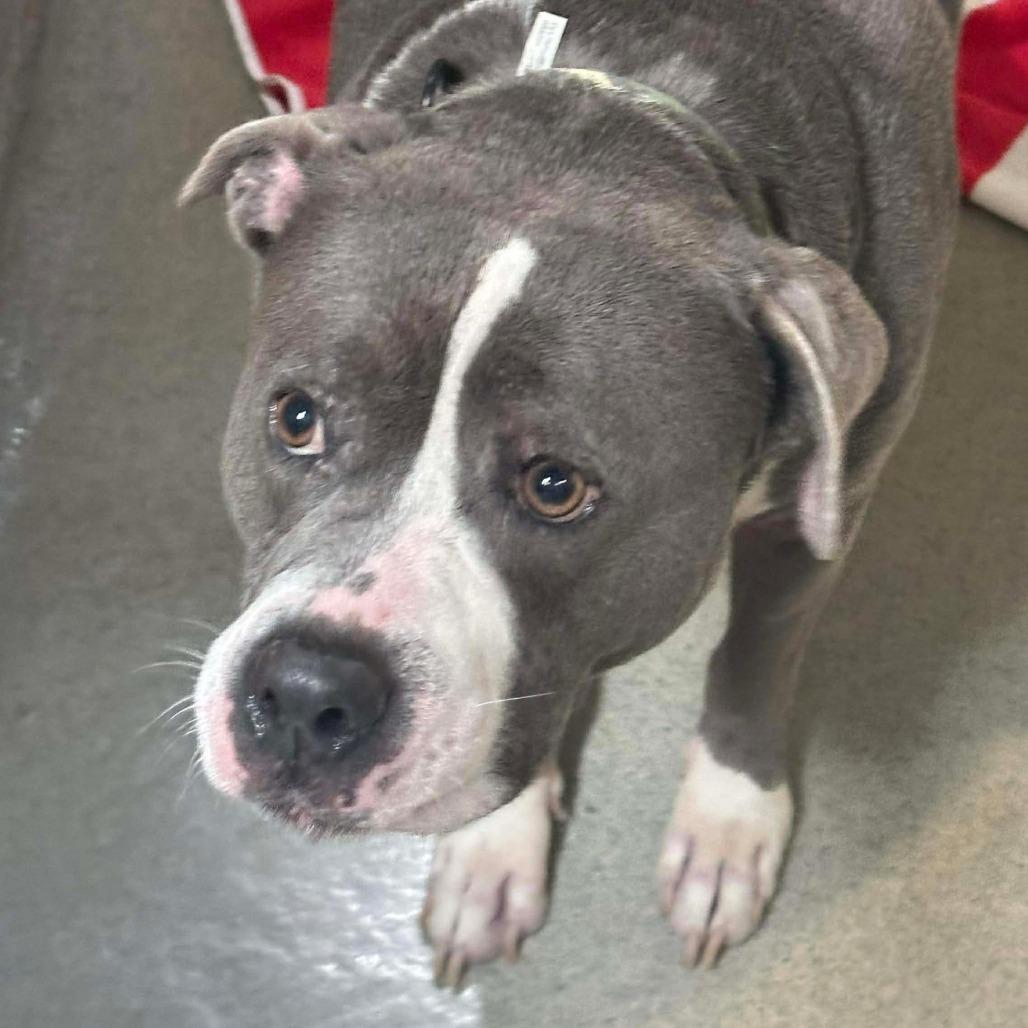 Guthrie (C000-024)- City of Industry, a Adoptable mixed breed in Chino Hills, CA image 3/6