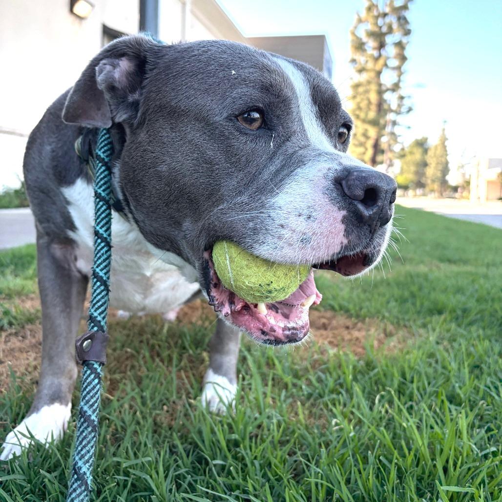 Guthrie (C000-024)- City of Industry, a Adoptable mixed breed in Chino Hills, CA image 4/6