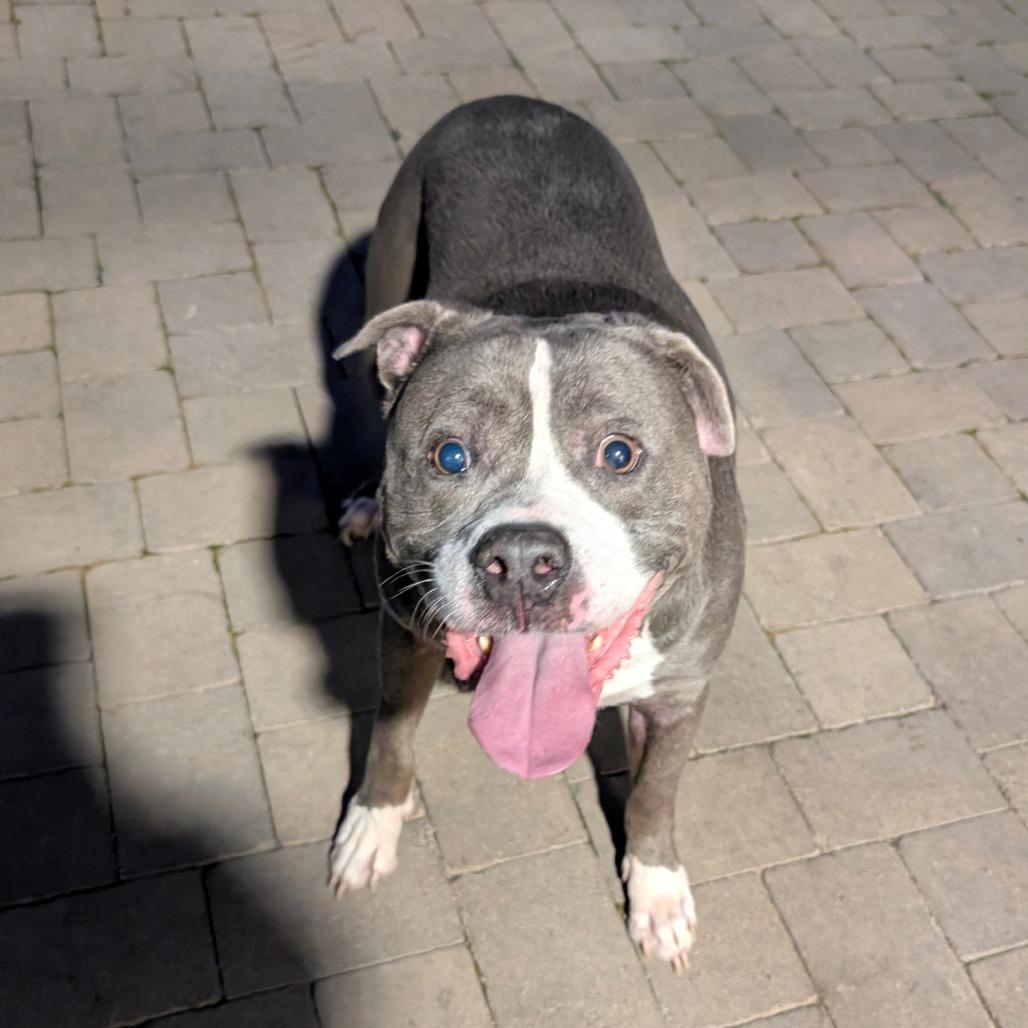 Guthrie (C000-024)- City of Industry, a Adoptable mixed breed in Chino Hills, CA image 5/6