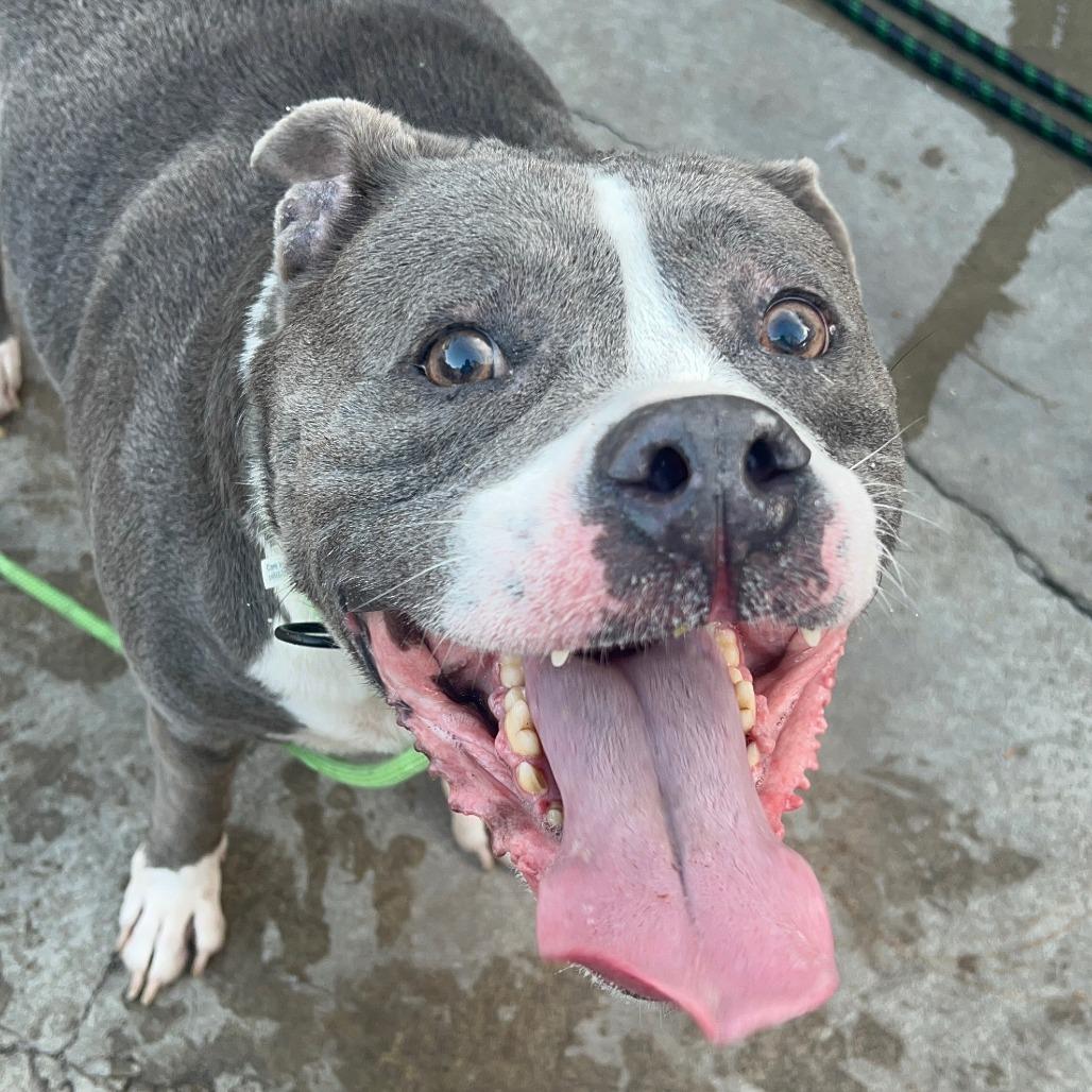 Guthrie (C000-024)- City of Industry, a Adoptable mixed breed in Chino Hills, CA image 6/6