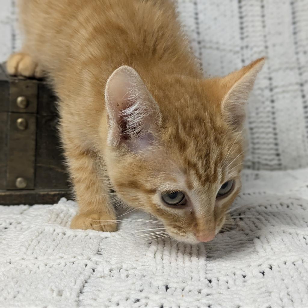 Enlarge Weber, a Adoptable Domestic Short Hair in Greenwood, MO image 1/5