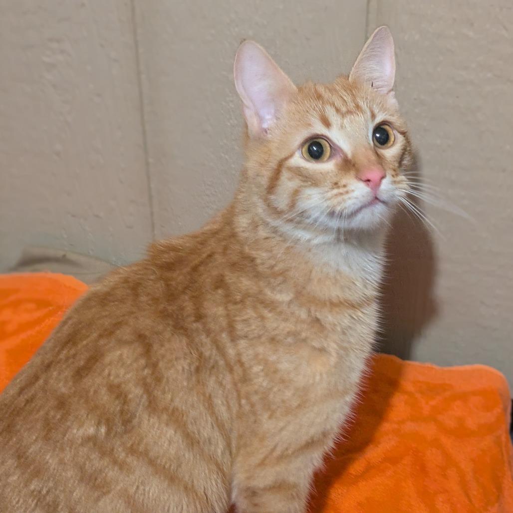 Weber, a Adoptable Domestic Short Hair in Greenwood, MO image 2/5