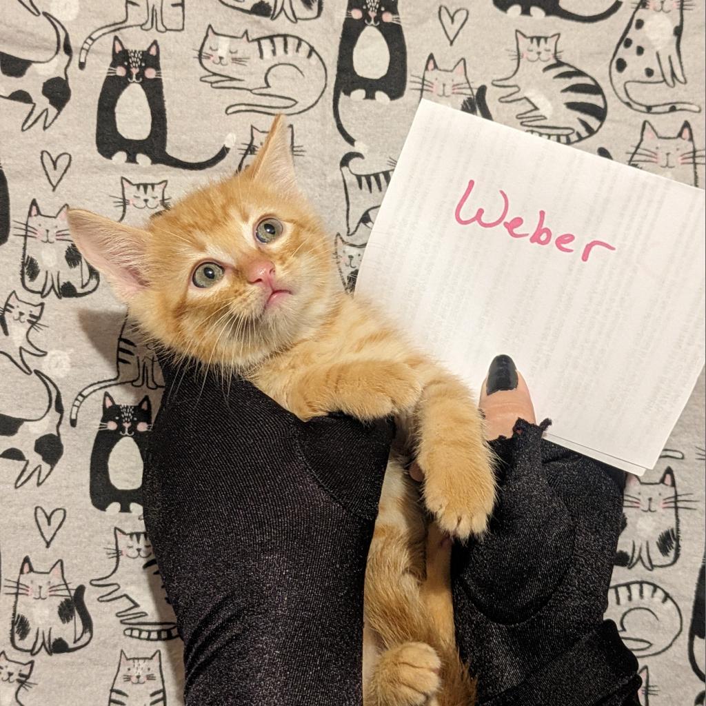 Weber, a Adoptable Domestic Short Hair in Greenwood, MO image 4/5