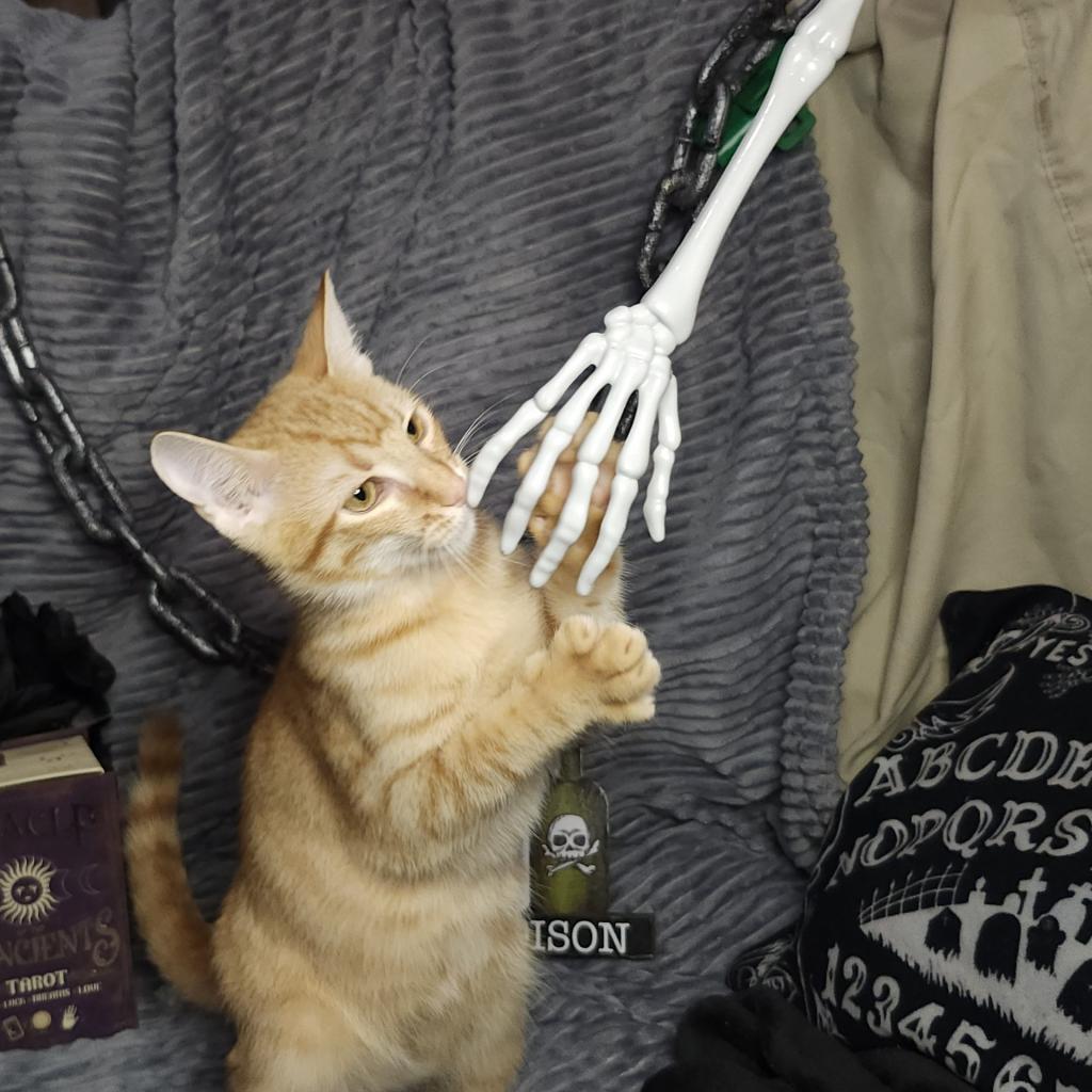 Weber, a Adoptable Domestic Short Hair in Greenwood, MO image 5/5