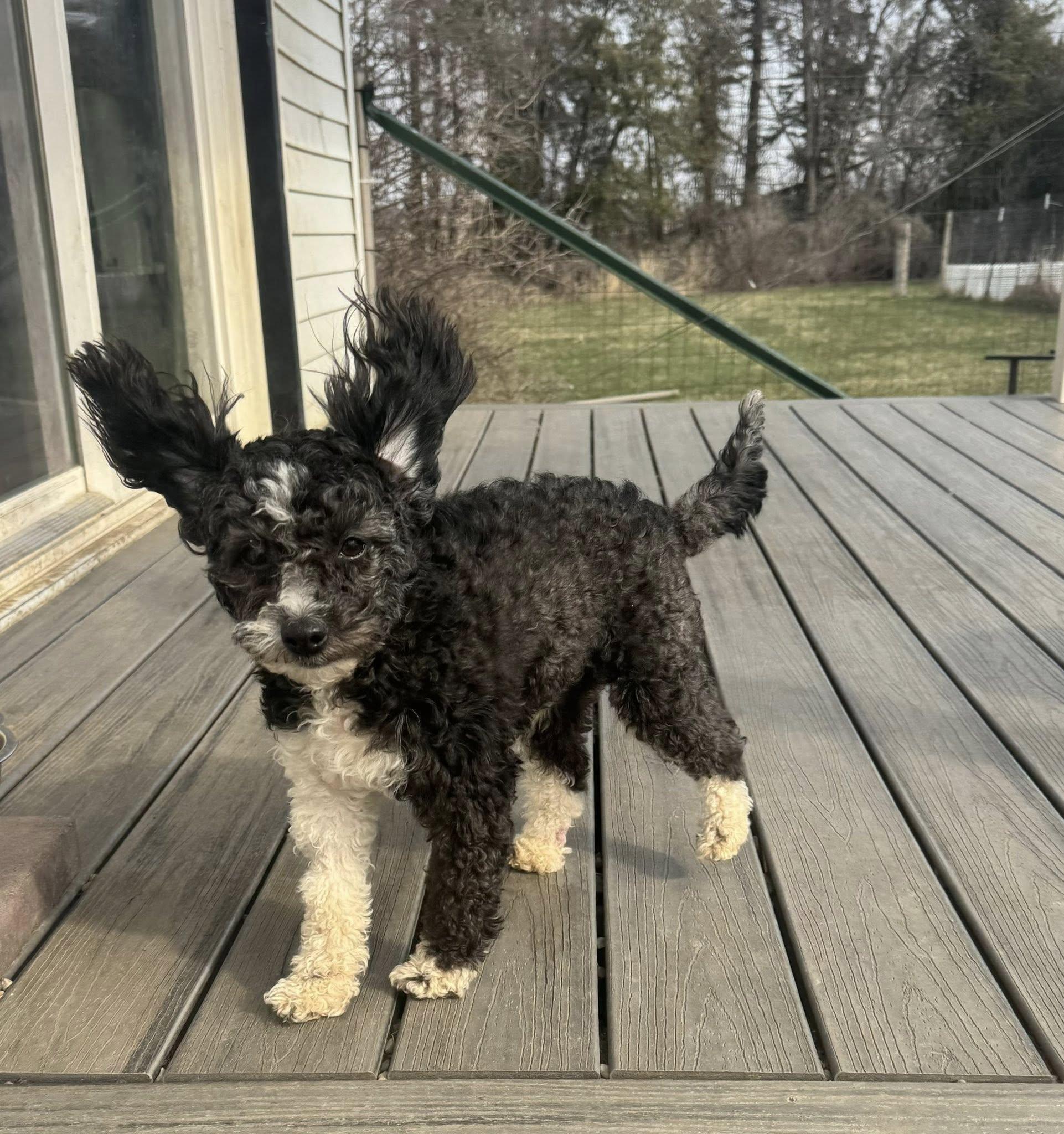 Enlarge Bessie, an adopted mixed breed in Decorah, IA image 5/6