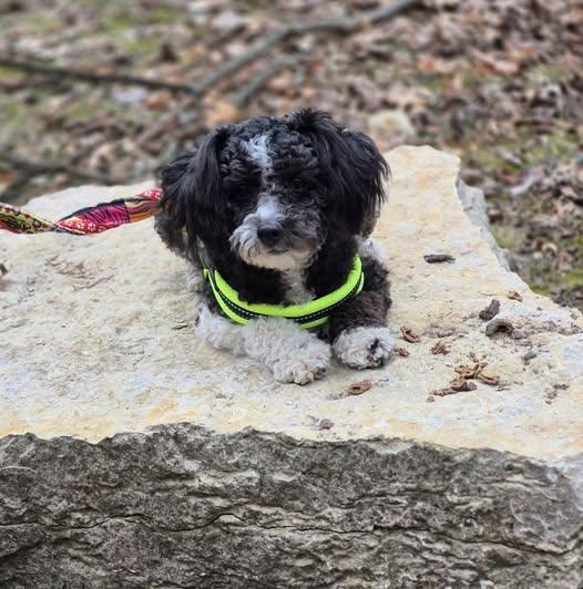 Bessie, adopted, Adult Female Miniature Poodle.