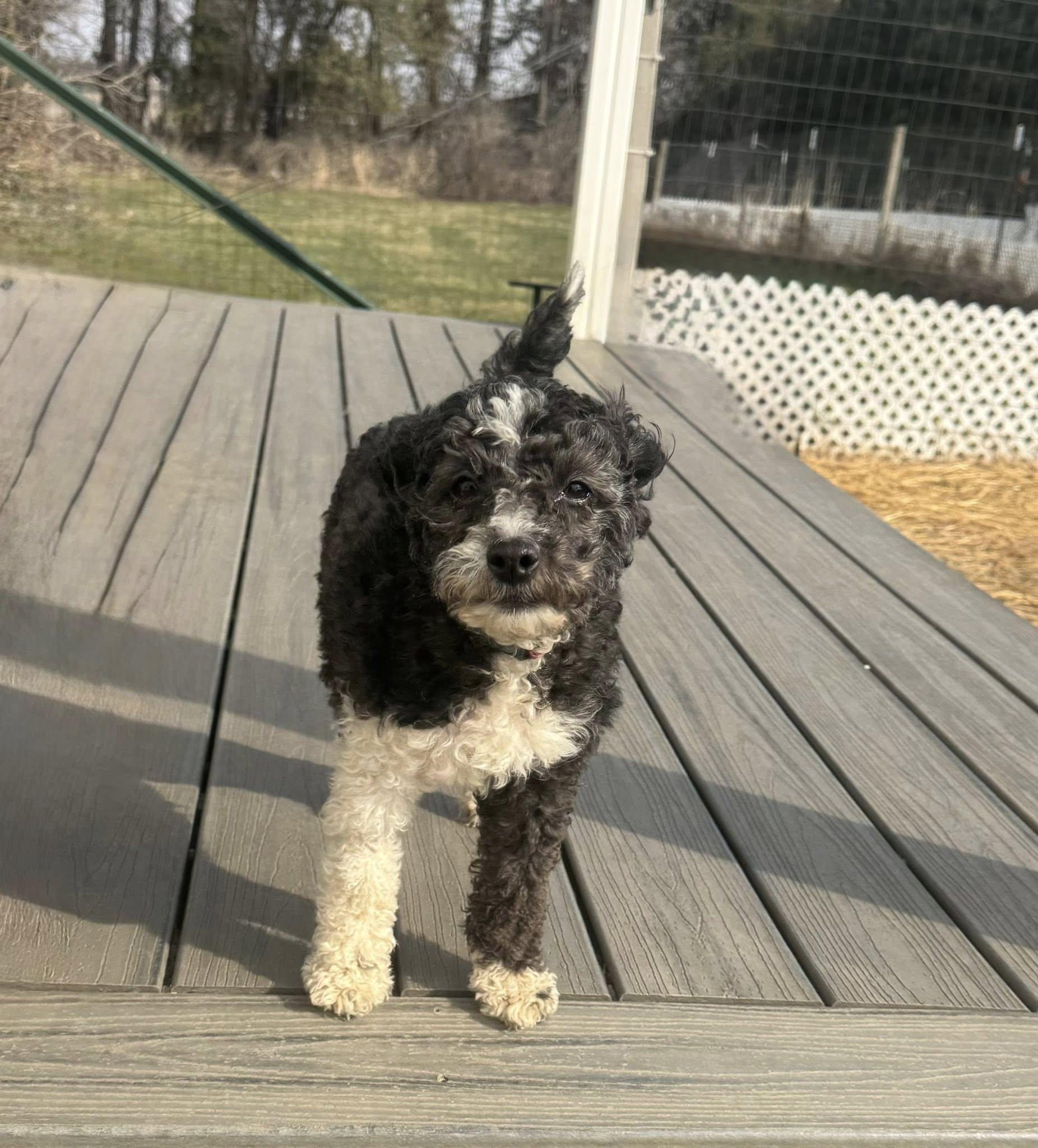 Enlarge Bessie, an adopted mixed breed in Decorah, IA image 4/6