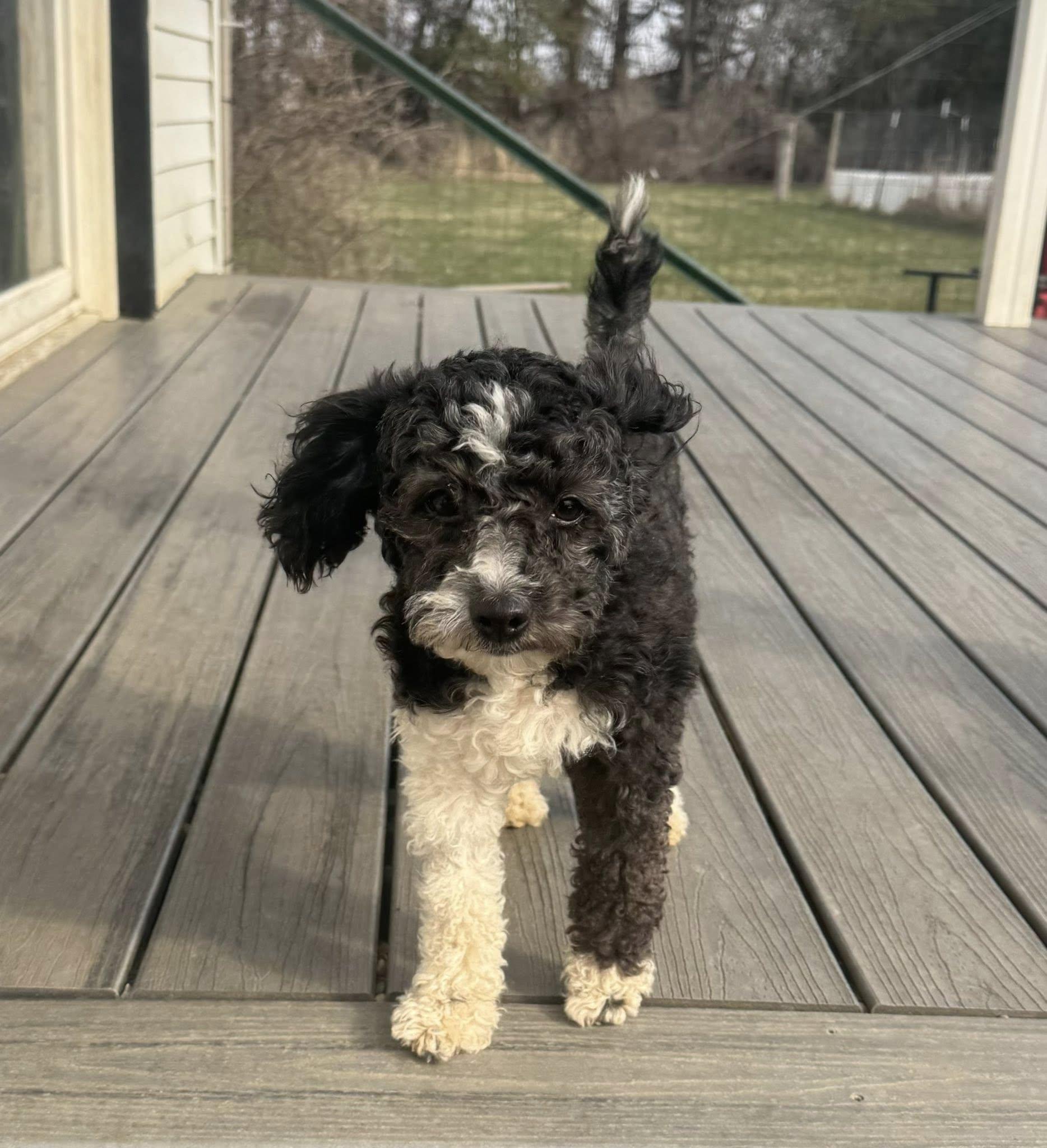Enlarge Bessie, an adopted mixed breed in Decorah, IA image 2/6
