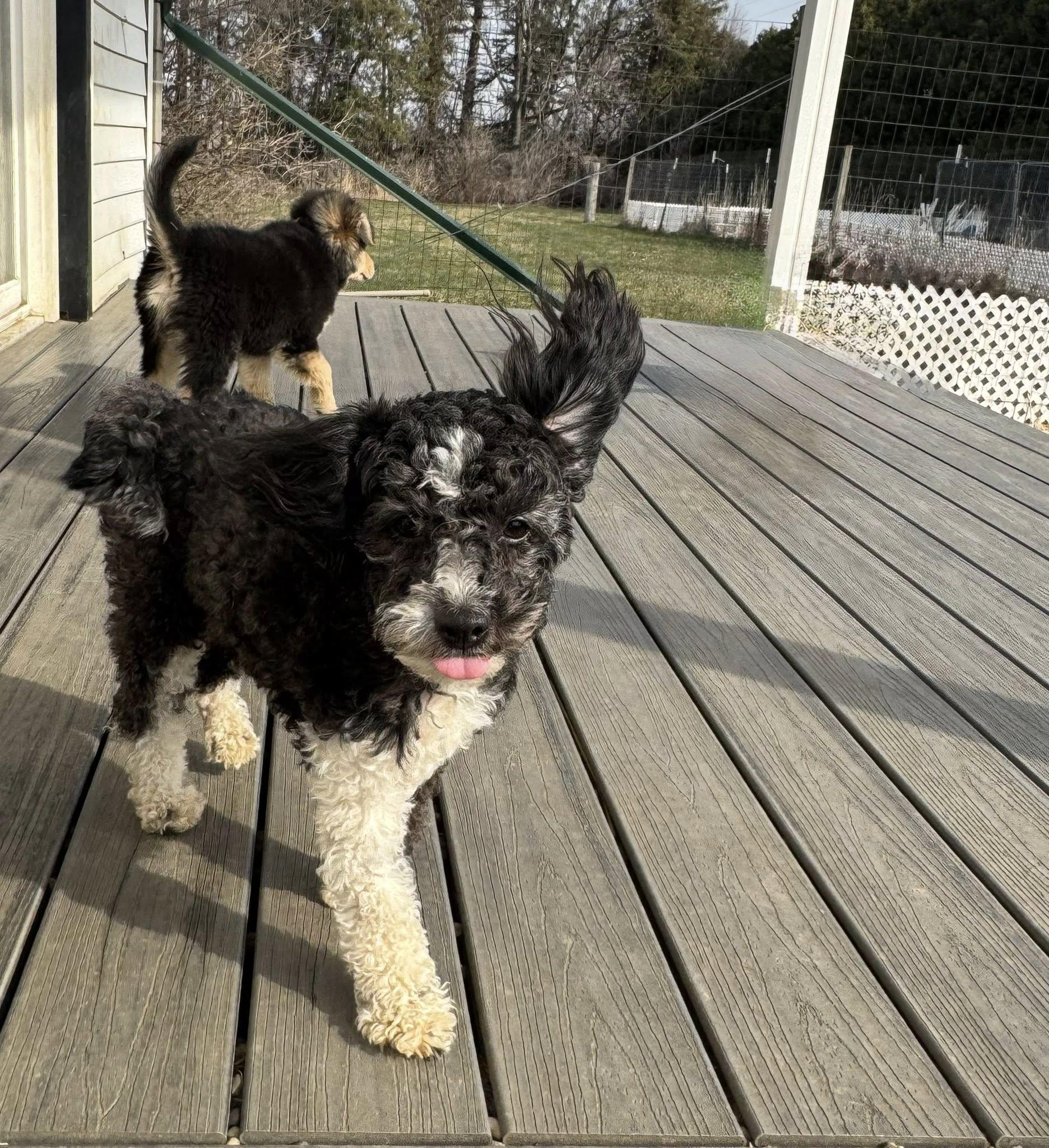 Enlarge Bessie, an adopted mixed breed in Decorah, IA image 6/6