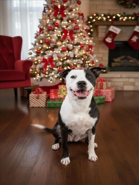 SARA, Adoptable, Adult Female Pit Bull Terrier & Mixed Breed.