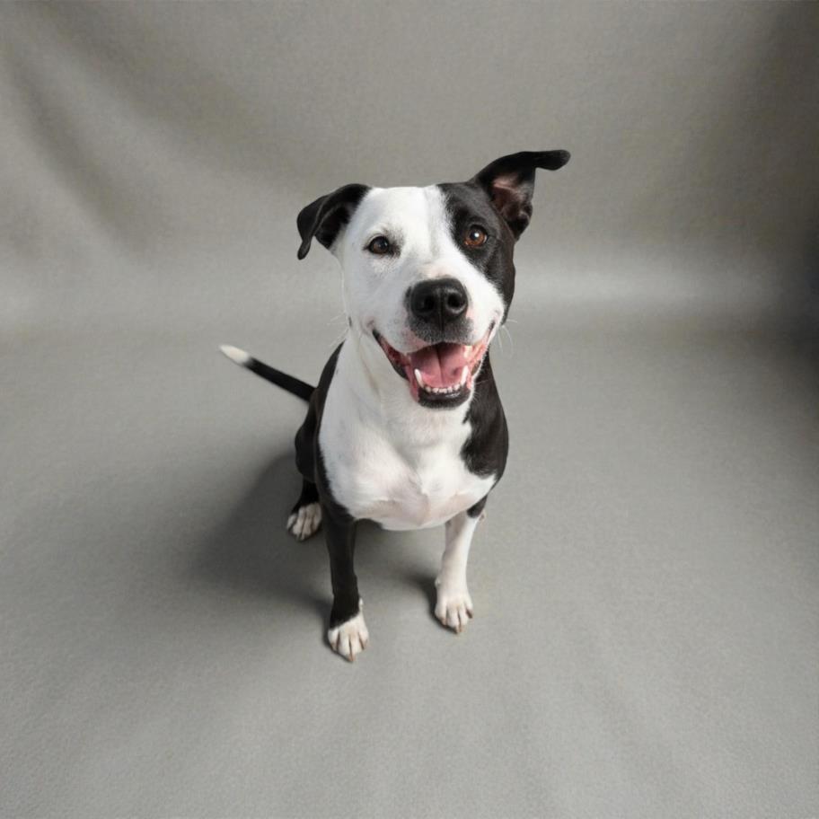 SARA, Adoptable, Adult Female Pit Bull Terrier & Mixed Breed.