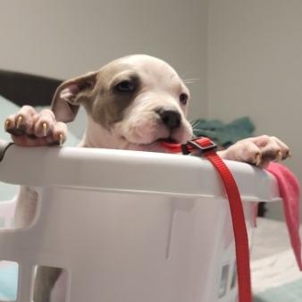 Colt (Red, FKA Light pink), Adoptable, Puppy Male Mixed Breed.