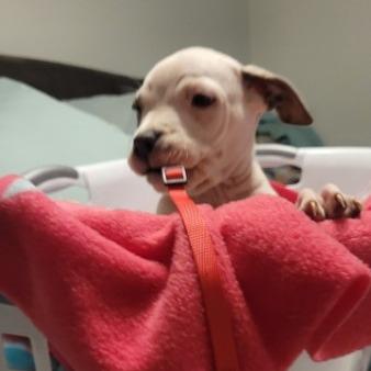 Enlarge Colt (Red, FKA Light pink), a Adoptable Mixed Breed in Allyn, WA image 2/5