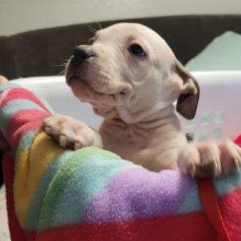 Enlarge Colt (Red, FKA Light pink), a Adoptable Mixed Breed in Allyn, WA image 3/5