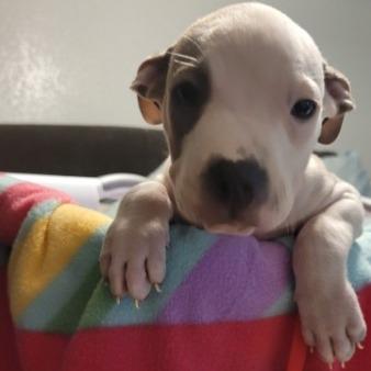 Enlarge Colt (Red, FKA Light pink), a Adoptable Mixed Breed in Allyn, WA image 5/5