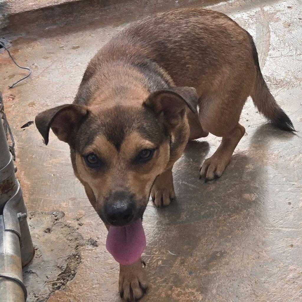 Enlarge Bucks, a Adoptable mixed breed in Mangilao, GU image 2/3