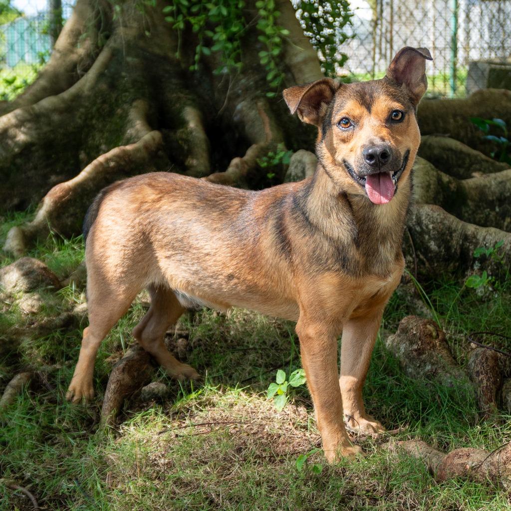Enlarge Bucks, a Adoptable mixed breed in Mangilao, GU image 3/3