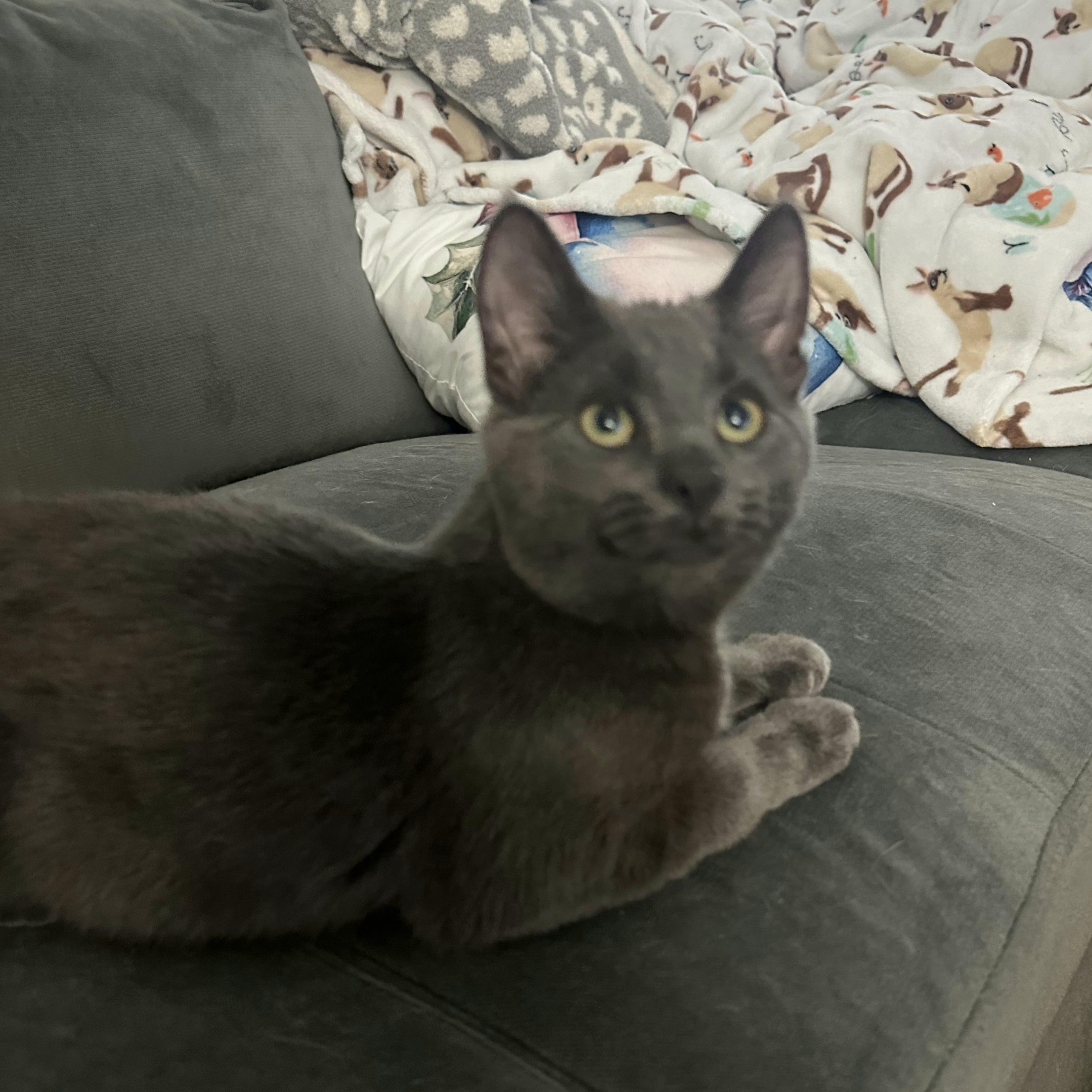 Fog, ADOPTABLE, Kitten Male Domestic Short Hair.