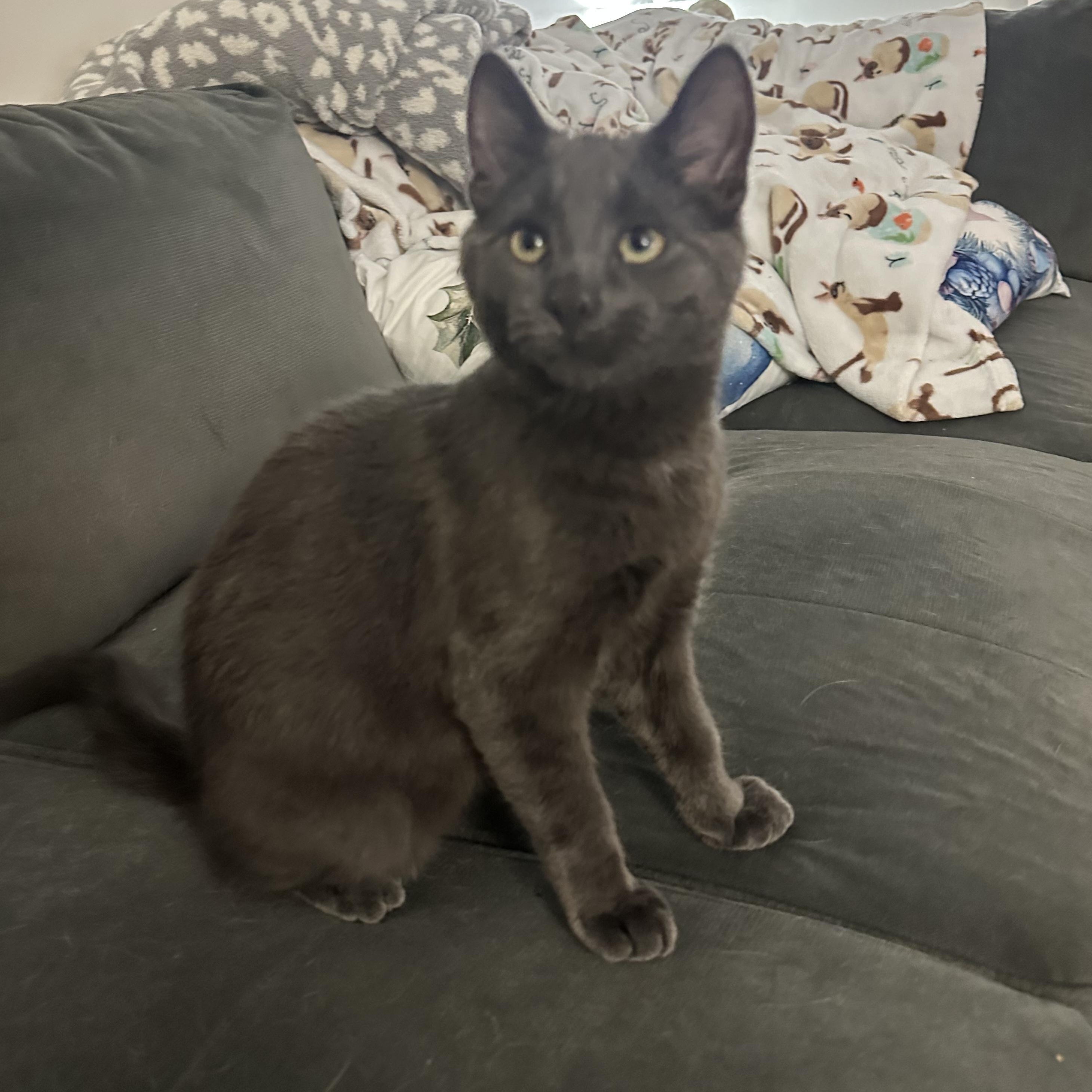 Enlarge Fog, a ADOPTABLE mixed breed in South Park, PA image 3/4