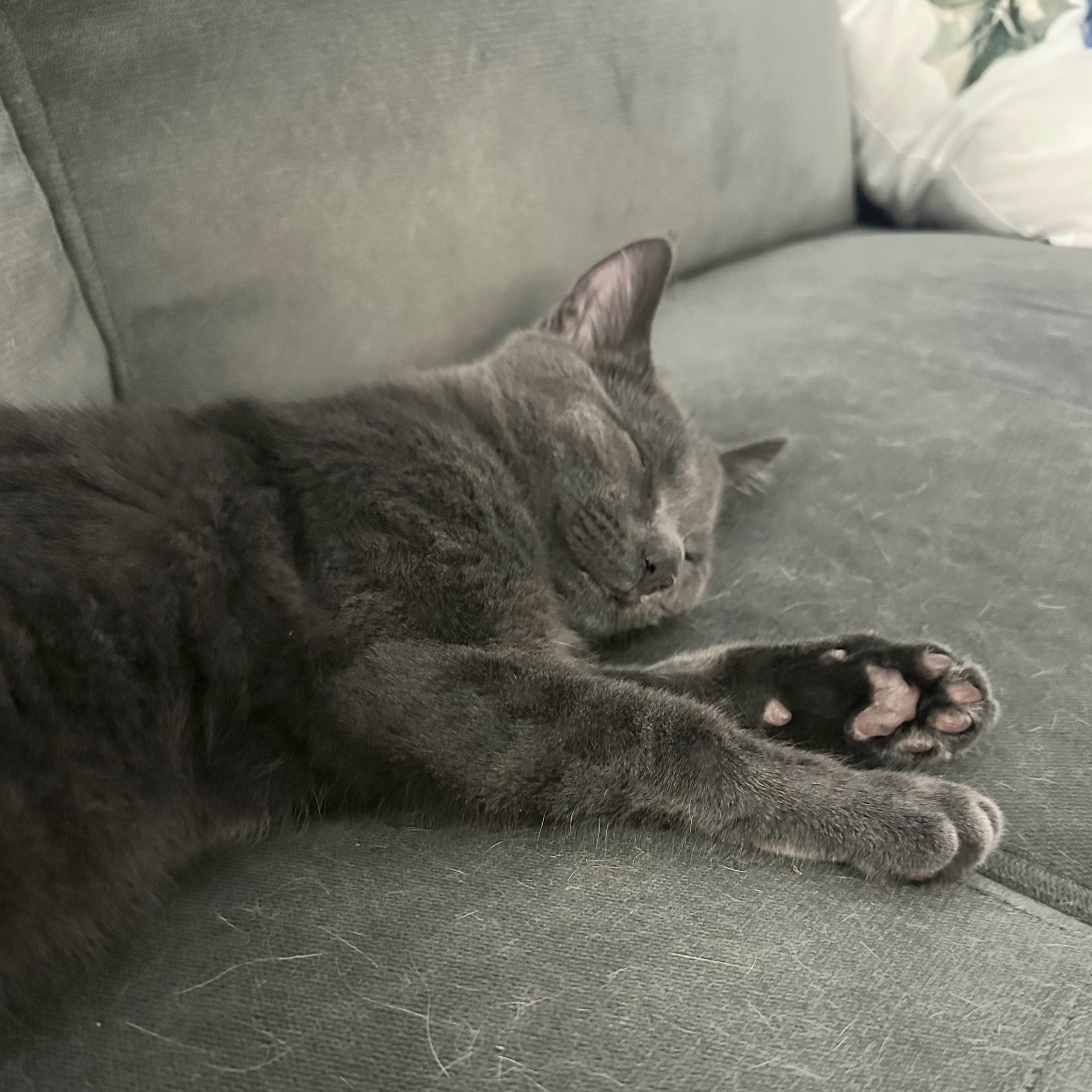 Enlarge Fog, a ADOPTABLE mixed breed in South Park, PA image 2/4