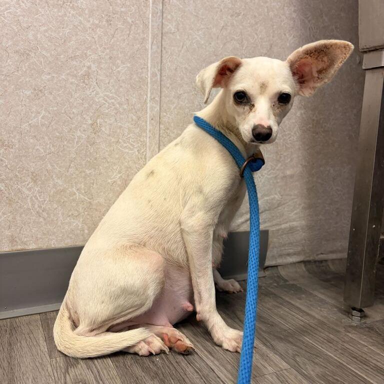 Enlarge Jumbo Shrimp, a Adoptable mixed breed in Carencro, LA image 1/1