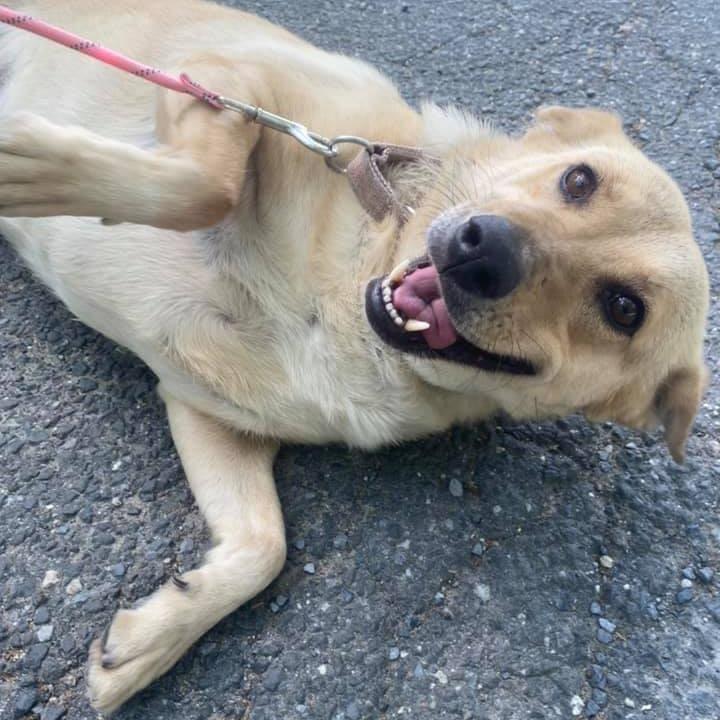 Enlarge Ophelia, a Adoptable Shepherd in Calverton, NY image 4/6