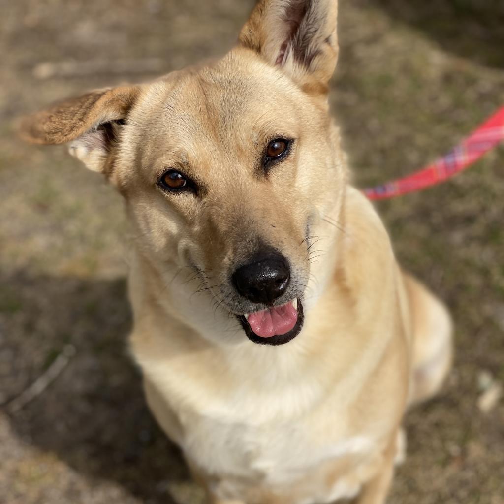 Enlarge Ophelia, a Adoptable Shepherd in Calverton, NY image 5/6
