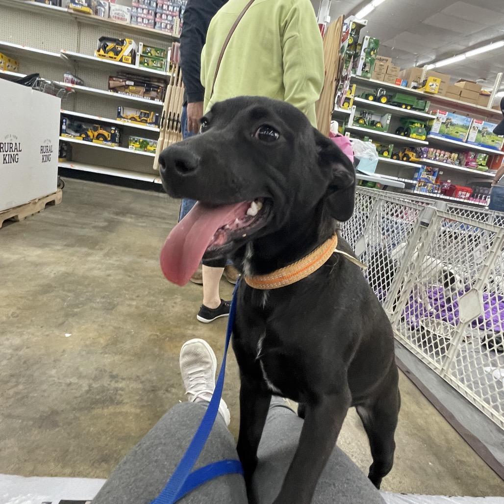 Cayenne, Adoptable, Puppy Female Labrador Retriever.