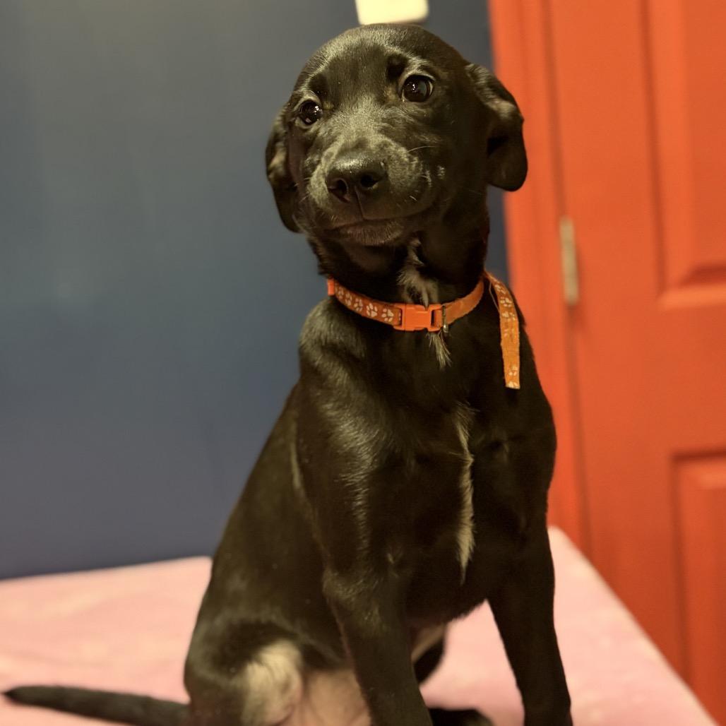 Enlarge Cayenne, a Adoptable Labrador Retriever in St. Peters, MO image 1/5