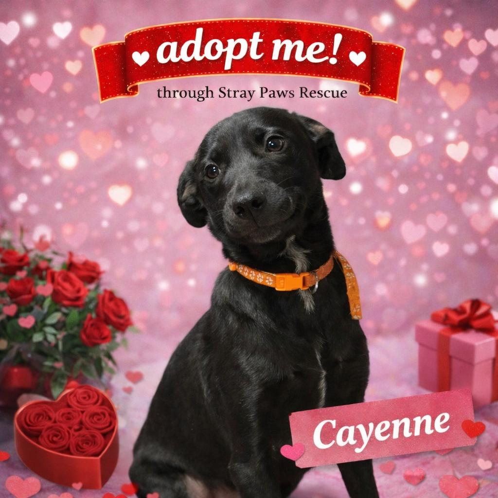 Enlarge Cayenne, a Adoptable Labrador Retriever in St. Peters, MO image 2/5