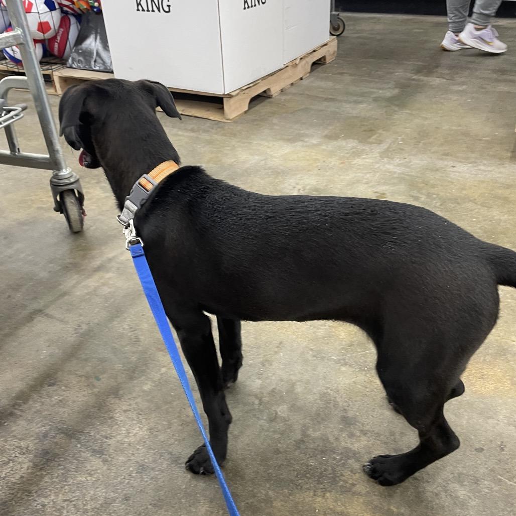 Enlarge Cayenne, a Adoptable Labrador Retriever in St. Peters, MO image 3/6