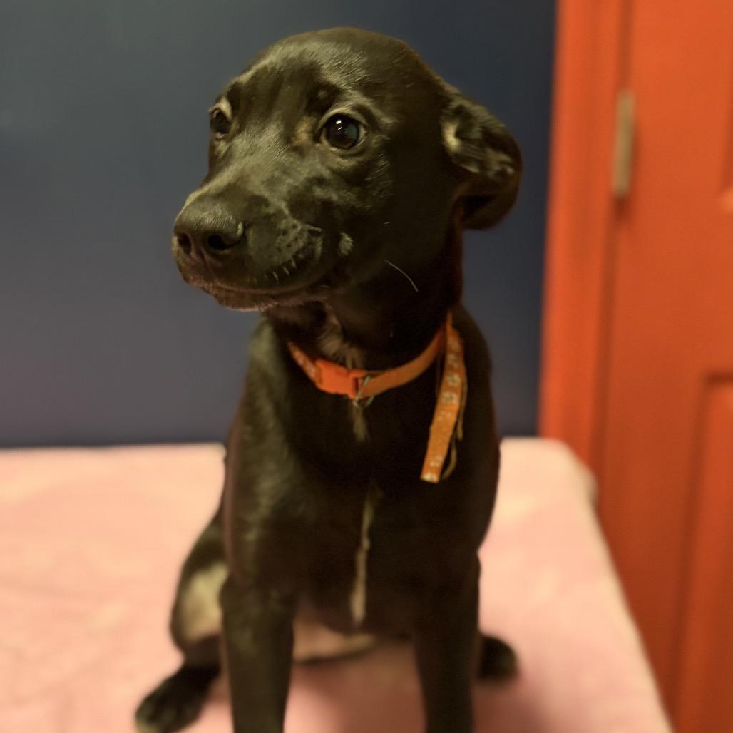 Enlarge Cayenne, a Adoptable Labrador Retriever in St. Peters, MO image 3/5