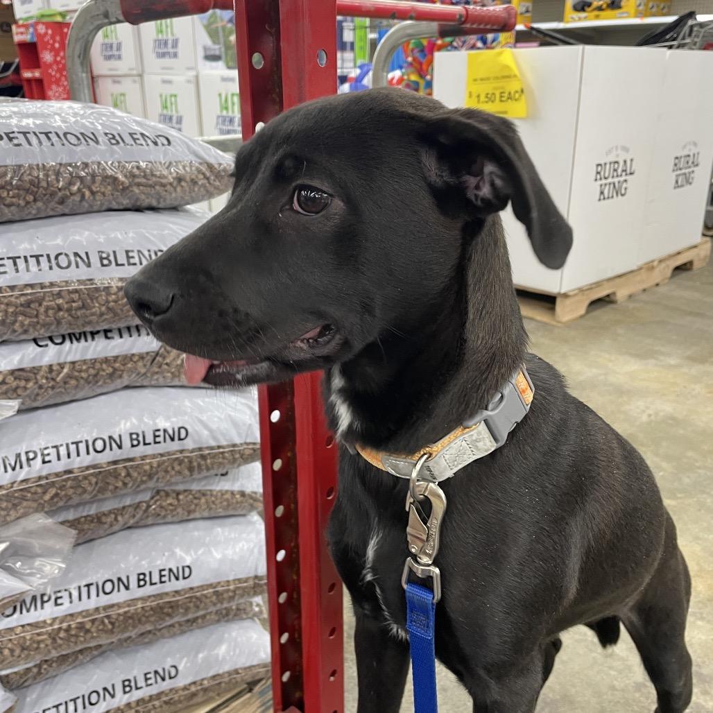 Enlarge Cayenne, a Adoptable Labrador Retriever in St. Peters, MO image 4/6