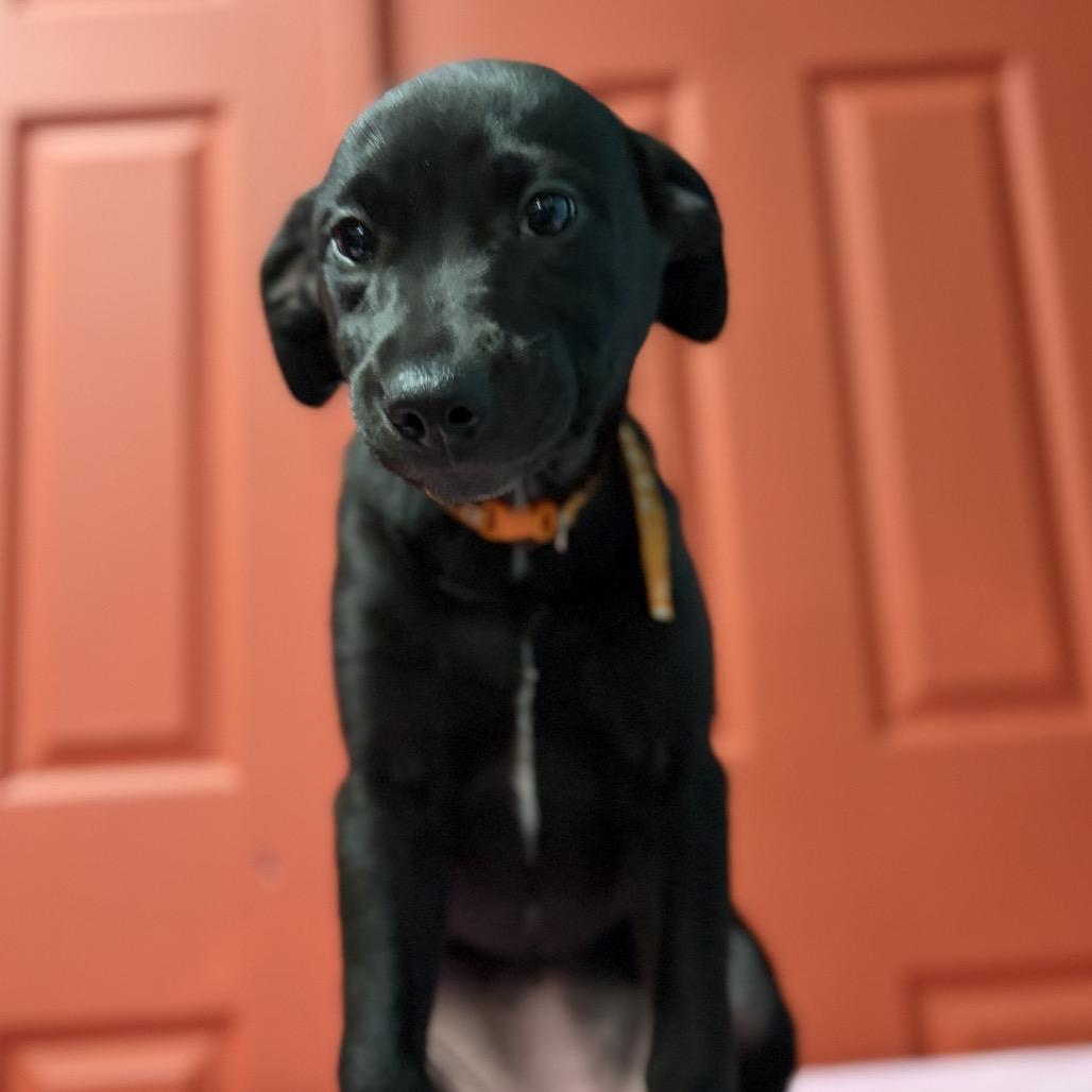 Enlarge Cayenne, a Adoptable Labrador Retriever in St. Peters, MO image 4/5