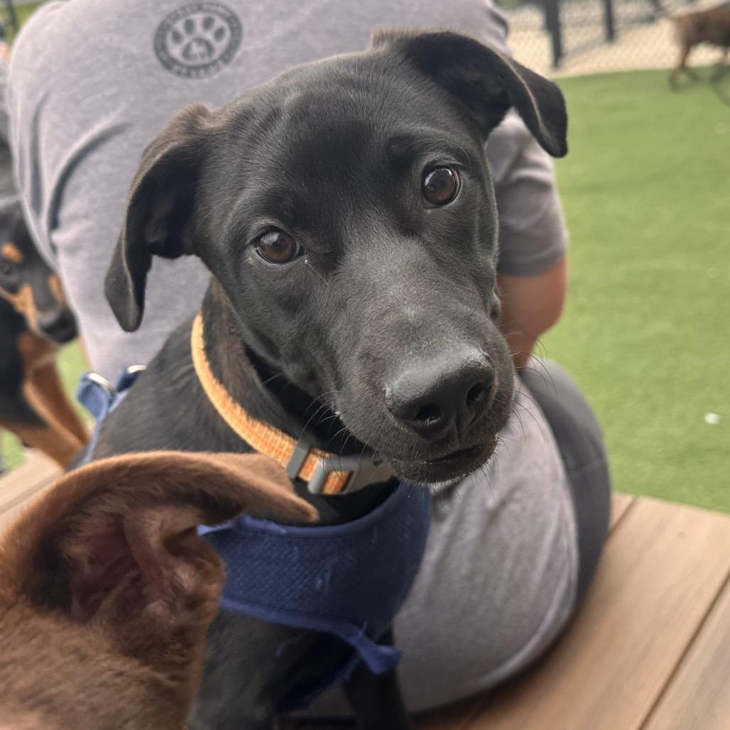 Enlarge Cayenne, a Adoptable Labrador Retriever in St. Peters, MO image 4/6